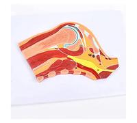 Body Model Human Joint Anatomy Model Shoulder Joint Model Skeletal Muscle Joint Orthopedic Teaching Model