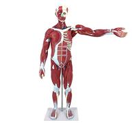Body Model Human Muscle Science Removable With Internal Organs 78CM