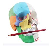 Body Model Human Skull Model With Markings Skull Anatomy Model Muscle Origins And Insertion Movable Jaw For Medical Research Model (19 X 18 X 23C