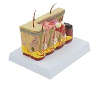 Body Model Skeleton Model Skin Burn Anatomical Model Pathological Skin Disease Anatomy for Study Display Teaching Medical Model for Biology Minimally Invasive Cosmetic Surgery