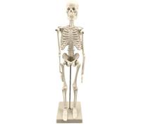 Body Models Anatomy | 17.7 Inch 3D Human Skeleton Model,Mini Human Skeleton Model with Movable Arms and Legs, Basic Details of Skeletal System