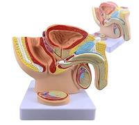 BOERYOU Male Pelvis With Prostate Model, Males Anatomy Genital Model, 1:2 Male Reproductive System Anatomy Model, Median Sagittal Section Model Of The Genitourinary System,For Study & Teaching