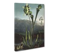 Bog Plants By Robert John Thornton Canvas Print | Gallery Wrapped 30mm Frame Wall Art | 24x16 inches | Ready to Hang | Retro Floral Picture | Living Room Bedroom Lounge Office