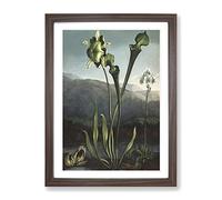 Bog Plants By Robert John Thornton Vintage Framed Print | A2 Walnut Framed Wall Art | Ready to Hang | Classic Floral Picture | Living Room Bedroom Lounge Office