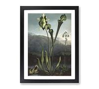 Bog Plants By Robert John Thornton Vintage Framed Print | A4 Black Framed Wall Art | Ready to Hang | Classic Floral Picture | Living Room Bedroom Lounge Office