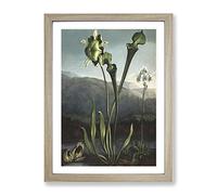 Bog Plants By Robert John Thornton Vintage Framed Print | A4 Oak Framed Wall Art | Ready to Hang | Classic Floral Picture | Living Room Bedroom Lounge Office