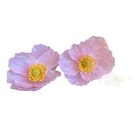 Bohemian Fabric Flower Stud Earrings for Women Lightweight Large Daisy Floral Studs Earrings Statement Holiday Party Fashion Ear Jewelry