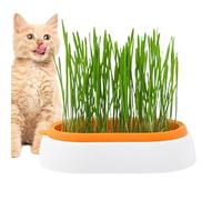 boiler Cat Grass Planter for Indoor Cats | Cat Grass Pot | Sprouting Tray for Indoor or Outdoor Cats, Dogs, and Other Pets, Prevent Hairballs and Aid Digestion, Perfect for Any Occasion