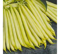 Bolly Bulbs® - Dwarf French Beans 'Orinoco' (35 Seeds)