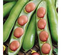 Bolly Bulbs® - Karmazyn - Autumn or Spring Planting Broad Beans - (35 Seeds)