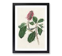 Bonaparte's Flycatcher Bird by John James Audubon Framed Print | A2 Black Framed Wall Art | Ready to Hang | Modern Nature Picture | Living Room Bedroom Lounge Office