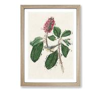 Bonaparte's Flycatcher Bird by John James Audubon Framed Print | A2 Oak Framed Wall Art | Ready to Hang | Modern Nature Picture | Living Room Bedroom Lounge Office
