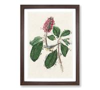 Bonaparte's Flycatcher Bird by John James Audubon Framed Print | A2 Walnut Framed Wall Art | Ready to Hang | Modern Nature Picture | Living Room Bedroom Lounge Office