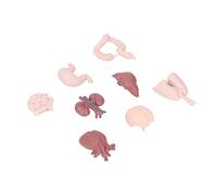 Bonbela Human Organ Model Anatomical Study Tool Body Anatomy Educational Toy with Brain Heart Lungs Liver Stomach Kidneys for School Teaching Patient Explanation