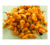 Bonda Ma Jacques Chilli Seeds - 10 Fresh Seeds