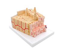 Bone Structure Model for Orthopedic Teaching, Intramedullary Structures, Microanatomy Model Magnified 80 Times for Clinical Education