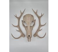 Bone White Wendigo Skull Mask with Antlers - Halloween - Fancy dress - Horror - Skeleton - Skull Mask (Medium)
