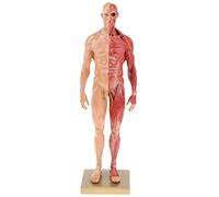 BONEW 30CM Male and Female Resin Human Anatomical Anatomy Skull Head Body Model Muscle Bone Model Medical Lab Reference Model Red (Male)