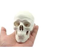 BoNew Mini Human Medical Anatomical Head Bone Skull Bone Model