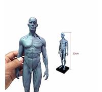 BONEW-Oral 30CM Human Anatomical Anatomy Skull Head Body Muscle Bone Resin Model