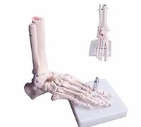BoNew-Oral Human Anatomical Skeleton Foot Model Life Size