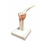 BoNew-Oral Life Size Elbow Joint Anatomical Model Skeleton - Human Medical Anatomy