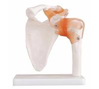 BoNew-Oral Life Size Shoulder Joint Anatomical Model Skeleton - Human Medical Anatomy