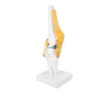 BONKZEBU Life Size Knee Joint Model Comprehensive Ligament Details Teaching Tool for Scientific Education, Classroom Demonstrations PVC