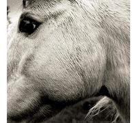 Bonny Light Horseman - Bonny Light Horseman [VINYL]