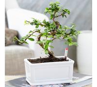 Bonsai Chinese Elm Plant - Live Japanese 'S-Shape' Indoor Tree 1 X 15Cm Tray Pot