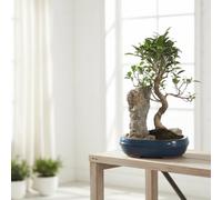 Bonsai Indoor Mixed Ceramic Rock Pot Size 21 Cm Height 28 Houseplant