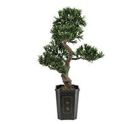 Bonsai Podocarpus 313 Spitzen 80cm, Kunstpflanze
