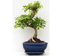 Bonsai Tree, Chinese Elm In Ceramic Pot With Matching Tray