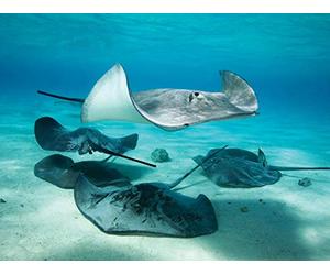 Bony Fish, Skates, Sharks, and Rays