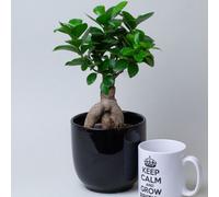 Bonzi Tree In A 13Cm Nursery Pot