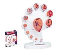 BOOZXCV Fetal 4D Model - Fetal Organ Growth Model Fetal Model The Fetus Uterine Embryo Development Model for Education Teaching Supply