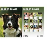 Border Collie 2026 Calendar - A3 Size 30 x 42 cm, 12 Months of Great Photography