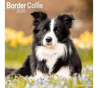 Border Collie 2026 Calendar | Square Wall Calendar | Dog Breed Gift | Plastic Free Packaging | by Avonside Publishing