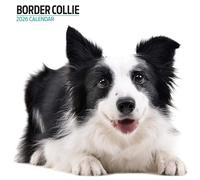 Border Collie 2026 Modern Calendar