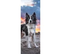 Border Collie 2026 Slim Calendar