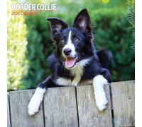 Border Collie 2026 Traditional Calendar
