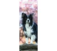 Border Collie 2027 Slim Calendar