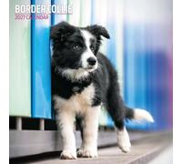 Border Collie 2027 Traditional Calendar