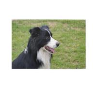 Border Collie 21