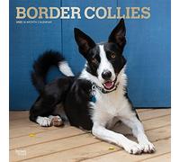 Border Collie Calendar 2023: 12 x 24 Inch Monthly Square Wall Calendar with Foil Stamped Cover from the BrownTrout Animal Dog Breed Calendar Range