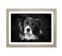 Border Collie Dog 2 Modern CB Framed Print | A3 Oak Framed Wall Art | Ready to Hang | Modern Animal Picture | Living Room Bedroom Lounge Office