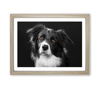 Border Collie Dog 2 Modern Framed Print | A3 Oak Framed Wall Art | Ready to Hang | Modern Animal Picture | Living Room Bedroom Lounge Office