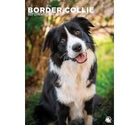 Border Collie Dog 2027 Calendar, A3, Full Colour, Wirobound