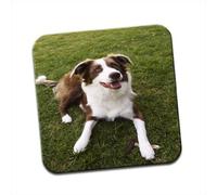 Border Collie Dog Brown & White Single Coaster