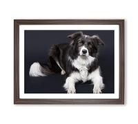 Border Collie Dog No.2 Modern Framed Print | A4 Walnut Framed Wall Art | Ready to Hang | Modern Animal Picture | Living Room Bedroom Lounge Office